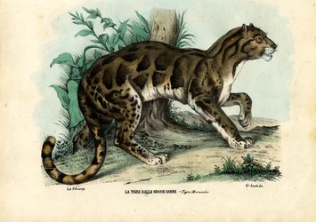 Léopard nébuleux, 1863-79